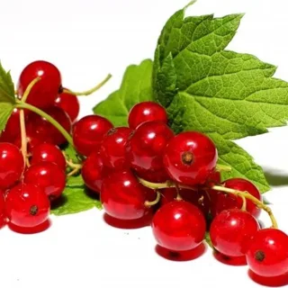 Красная смородина