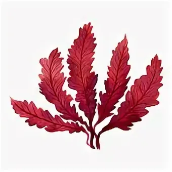 Красные водоросли