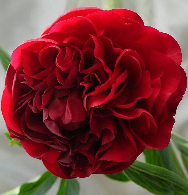 Красный пион