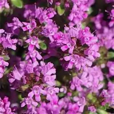 Красный тимьян