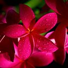 Красный франжипани