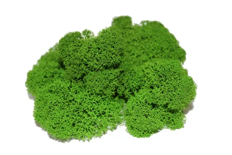 Кристаллизованный мох