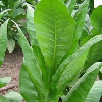 Кубинский табак