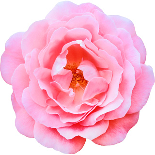 Кустовая роза