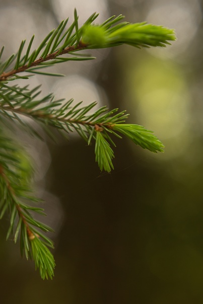 Лесной аккорд