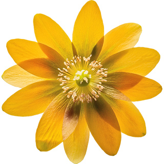 Лесные цветы