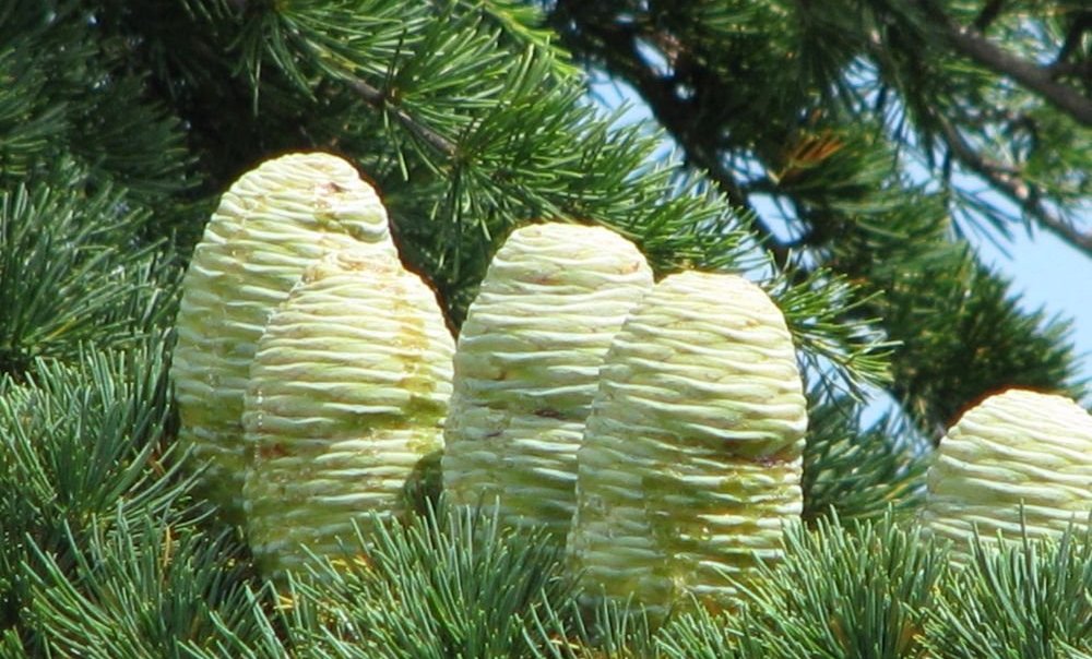 Ливанский кедр