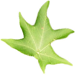 Ликвидамбар