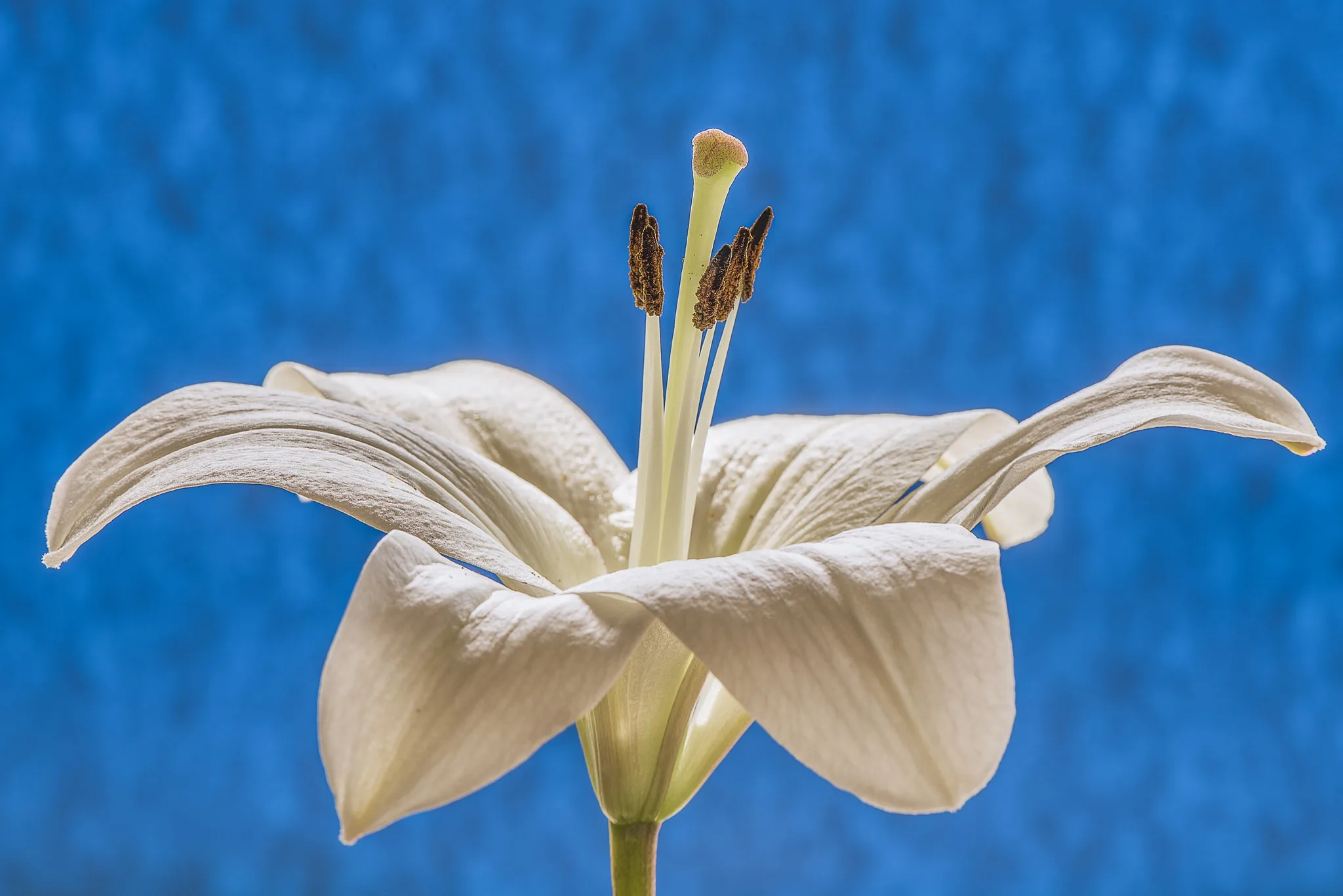 Лилия пестик