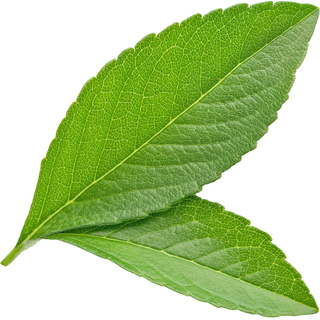 Лимонная вербена