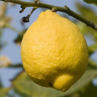 Лимонный цвет