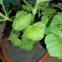 Лист герани