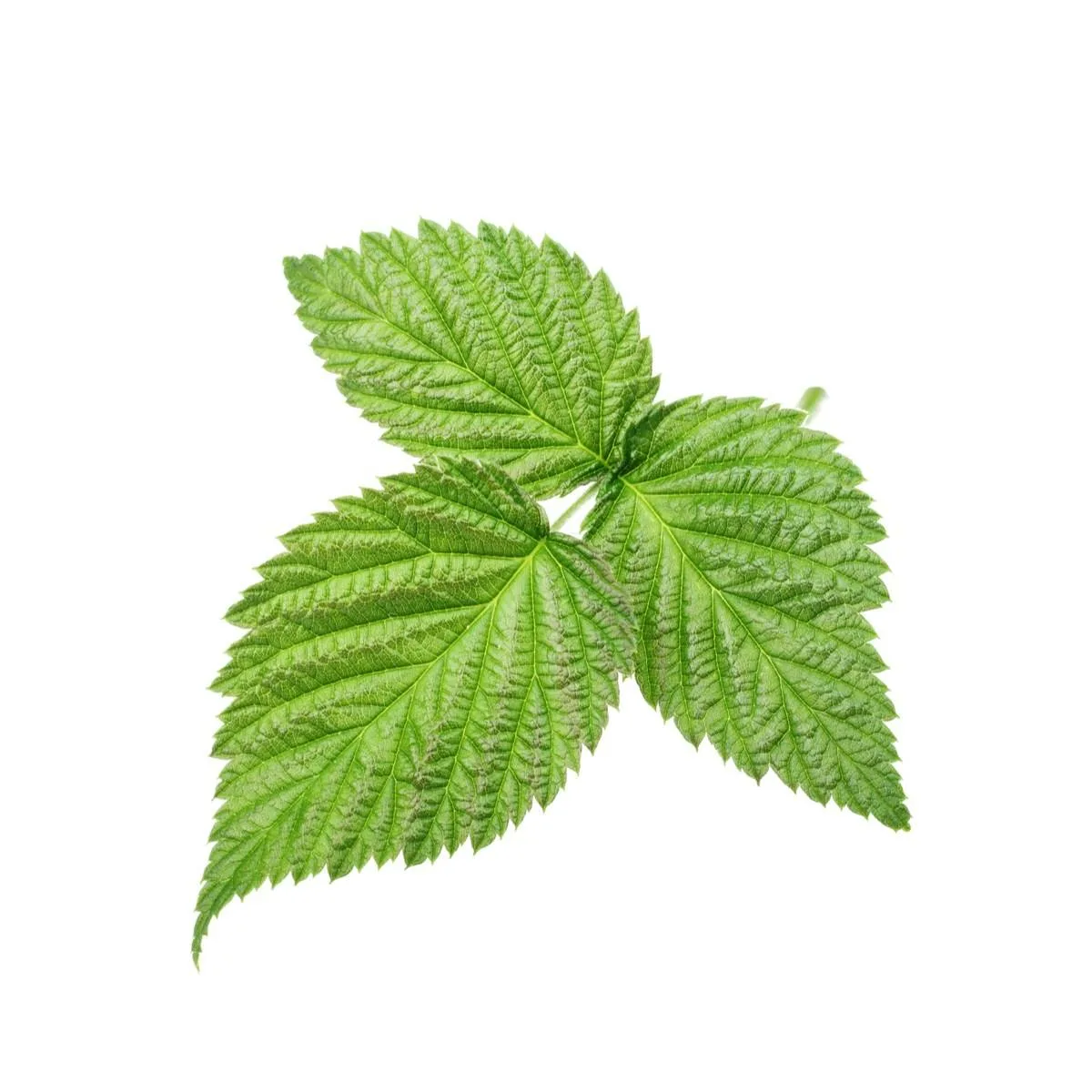 Лист малины