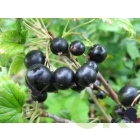 Лист черной смородины