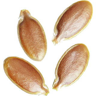 Льняное семя