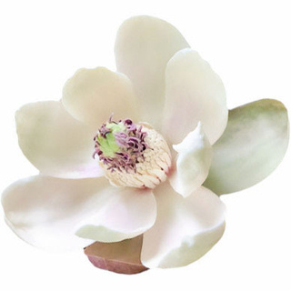 Магнолия обовата