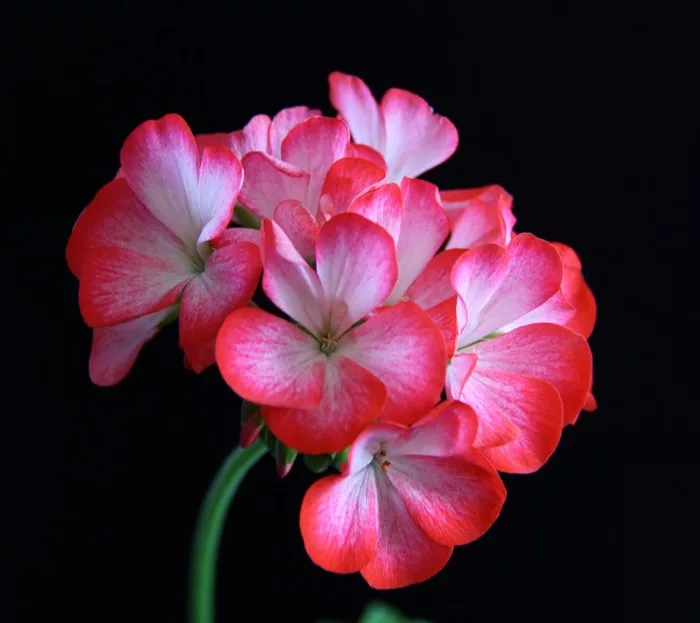 Мадагаскарская герань