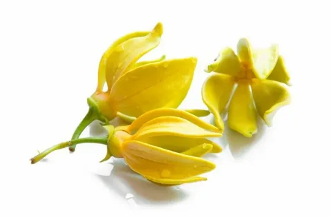 Мадагаскарский иланг-иланг