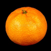 Мадагаскарский мандарин