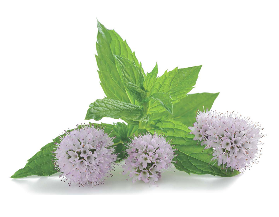 Малайские пачули