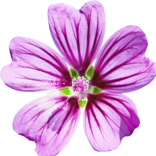 Мальва обыкновенная