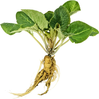 Мандрагора