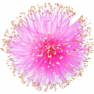 Марокканская мимоза Орпур®