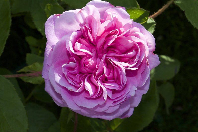 Марокканская роза