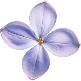 Марокканская сирень