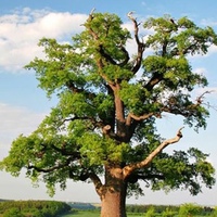 Массойское дерево