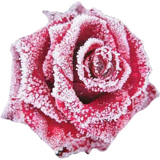 Матовая роза