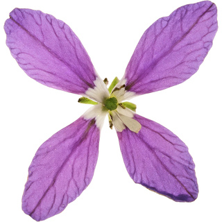 Маттиола двурогая