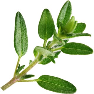 Мексиканская мята