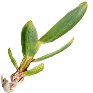 Можжевельник Канарских островов