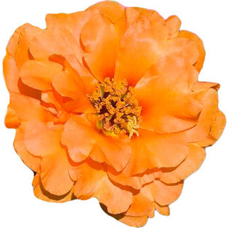 Моховая роза