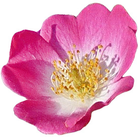 Мускусная роза