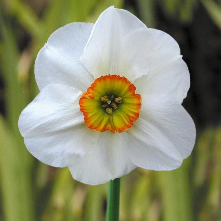 Нарцисс абсолют