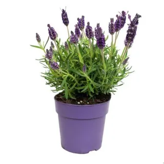 Настоящая лаванда