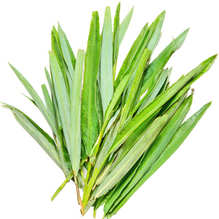 Непальская пальмароза