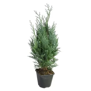 Нутка кипарисовик