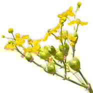 Общая улица