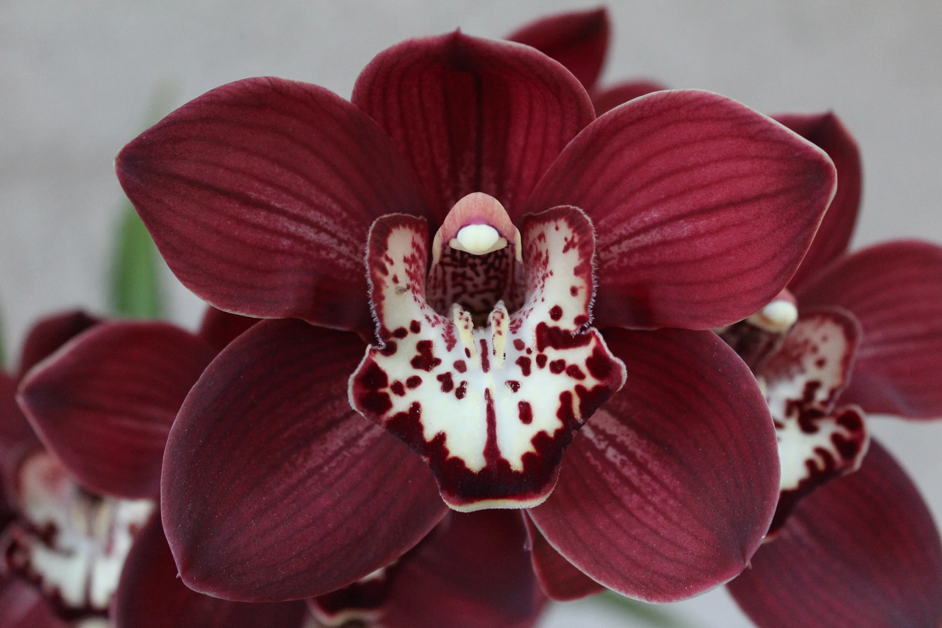 Орхидея чернушка красная