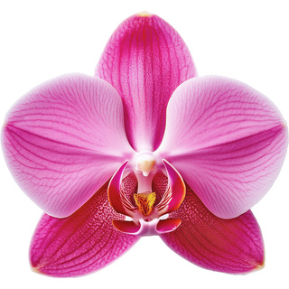 Орхидея