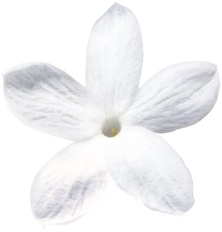 Отто Жасмин Самбак