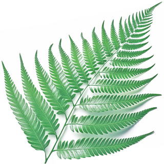 Папоротниковые ноты