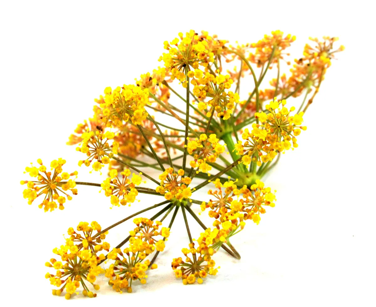 Персидский гальбанум