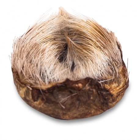 Персидский мускус