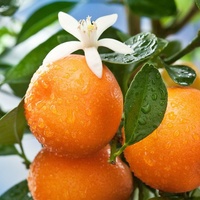 Петитгрейн абсолют