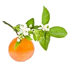 Петитгрейн