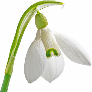 Подснежник